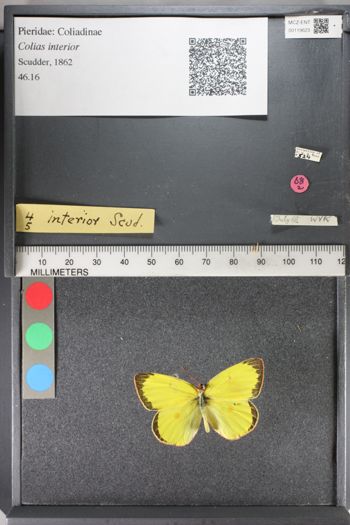 Media type: image;   Entomology 119623